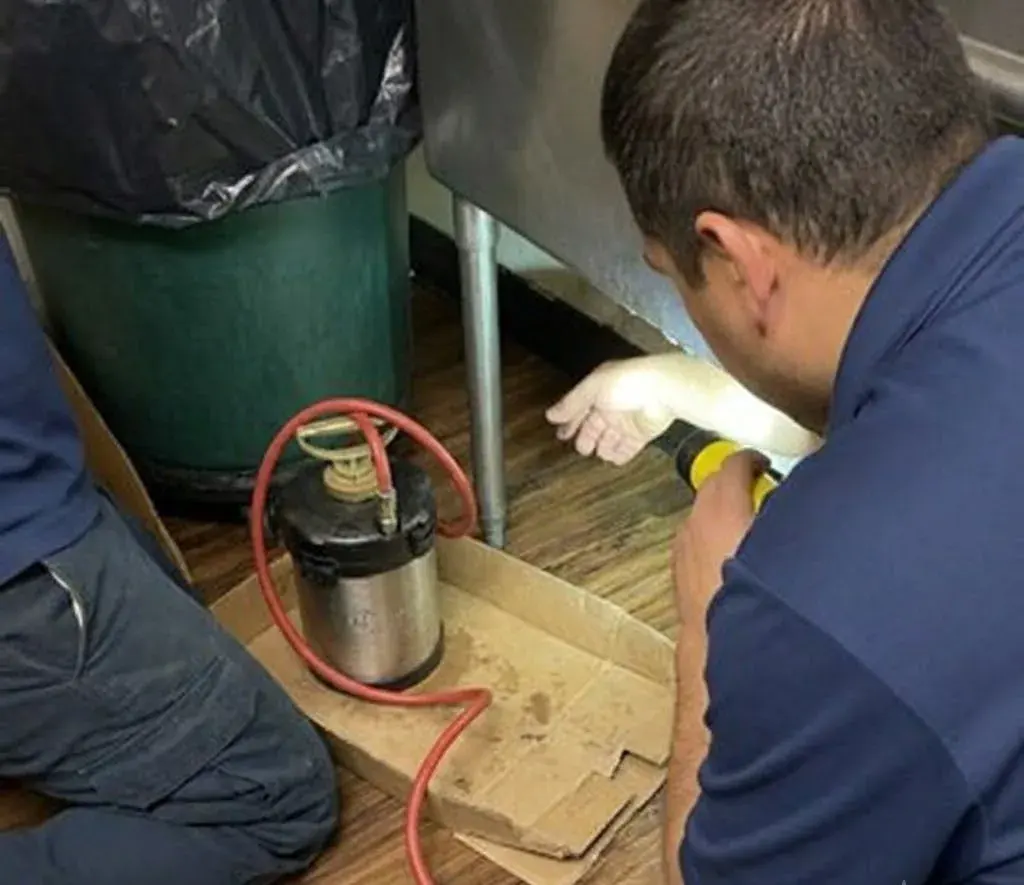 Wasp Nest Removal Guide | Georgetown, TX