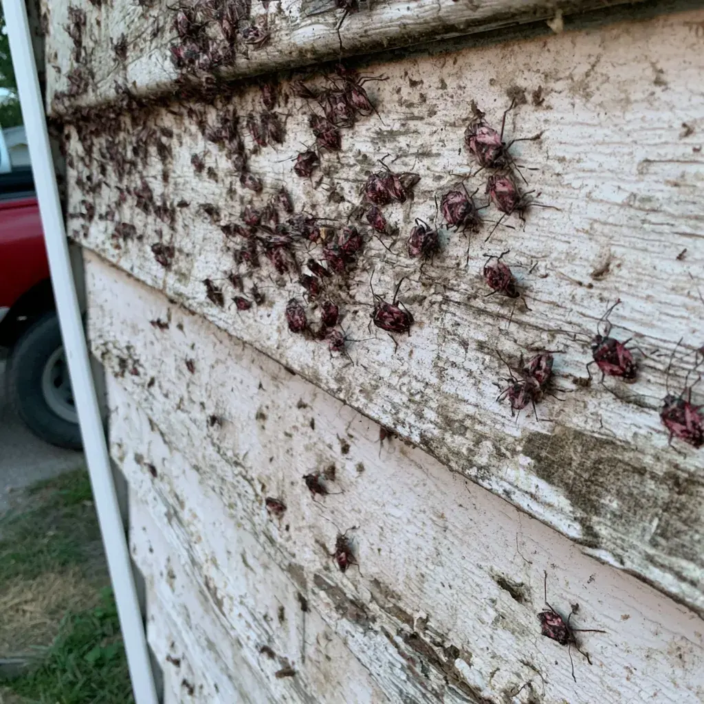 Property Management & Multi-Family pest control in Georgetown, TX