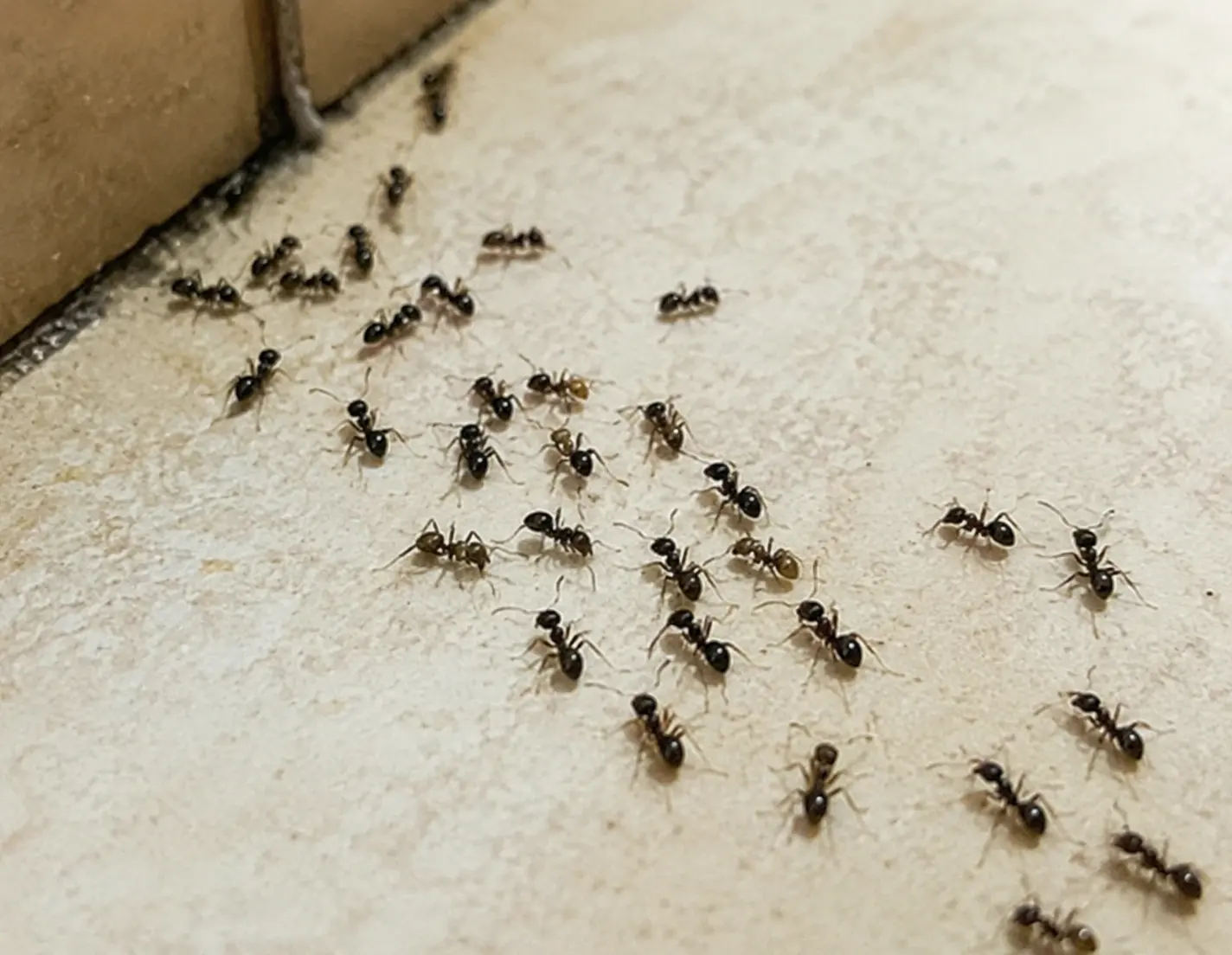 Common Household Pests in Georgetown, TX: A Homeowner's Guide